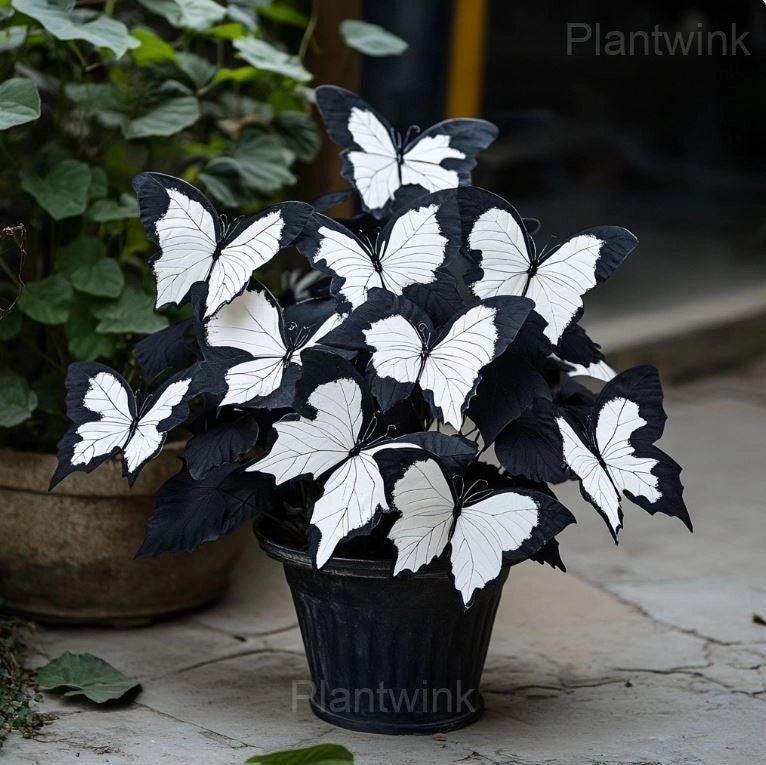 Moonlight Butterfly Begonia Seeds - 200 Count - image 5