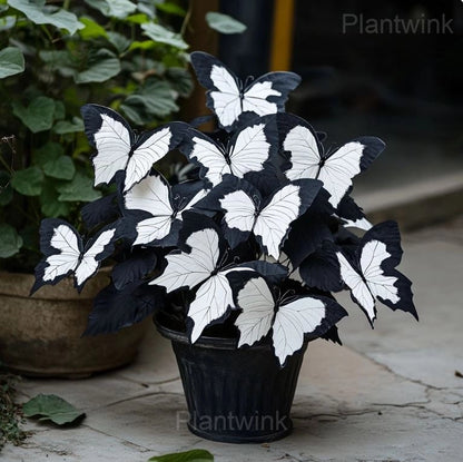 Moonlight Butterfly Begonia Seeds - 200 Count - image 5