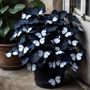 Moonlight Butterfly Begonia Seeds - 200 Count - image 6