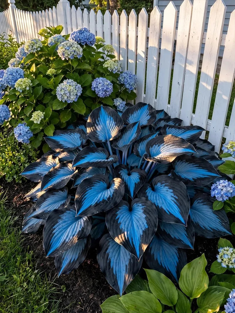 Mixed Hosta Seeds Collection – Perennial Shade Garden Seeds (500 Seeds)