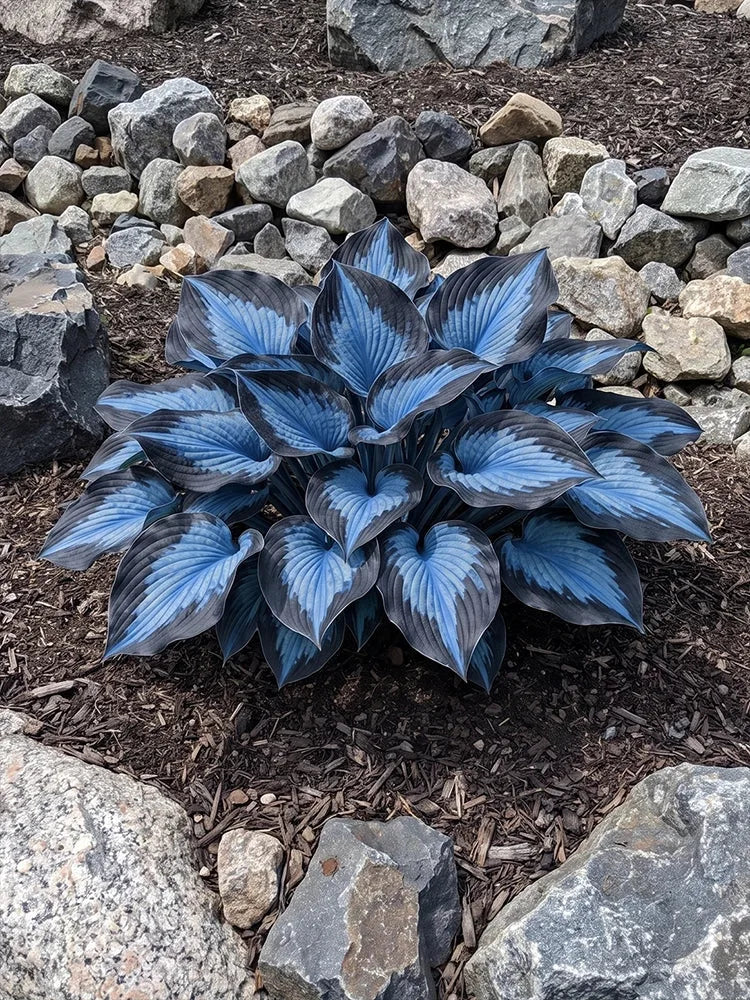 Mixed Hosta Seeds Collection – Perennial Shade Garden Seeds (500 Seeds)