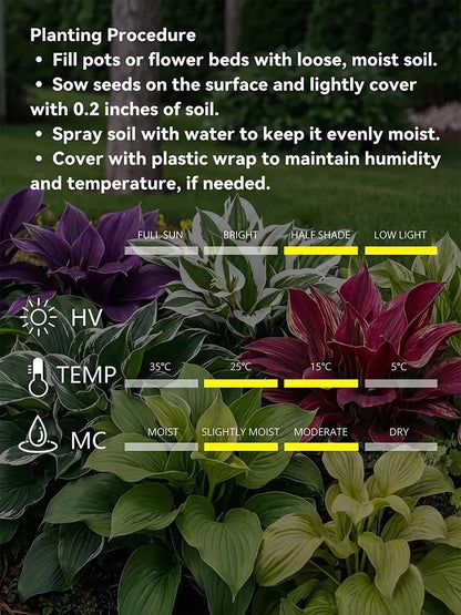 Mixed Hosta Seeds Collection – Perennial Shade Garden Seeds (500 Seeds)