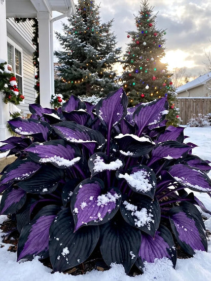 Mixed Hosta Seeds Collection – Perennial Shade Garden Seeds (500 Seeds)