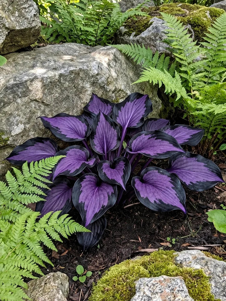 Mixed Hosta Seeds Collection – Perennial Shade Garden Seeds (500 Seeds)