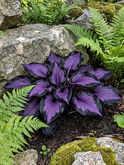 Mixed Hosta Seeds Collection – Perennial Shade Garden Seeds (500 Seeds)
