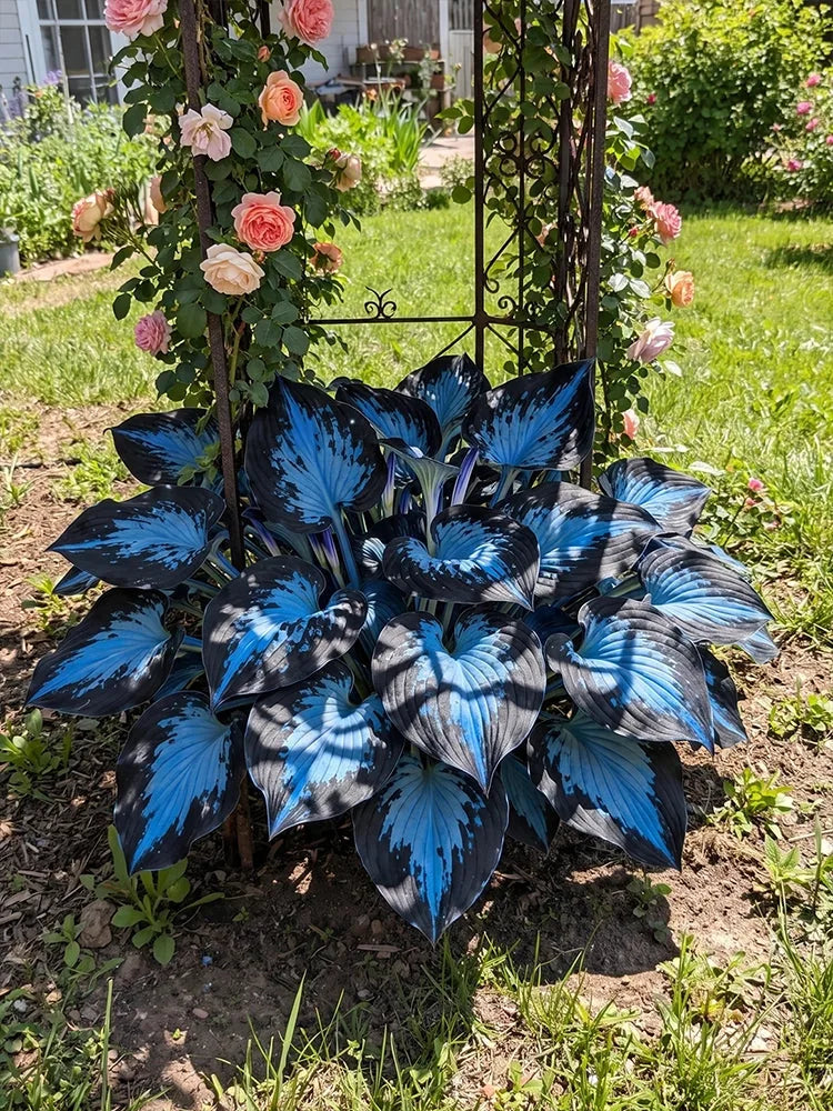 Mixed Hosta Seeds Collection – Perennial Shade Garden Seeds (500 Seeds)