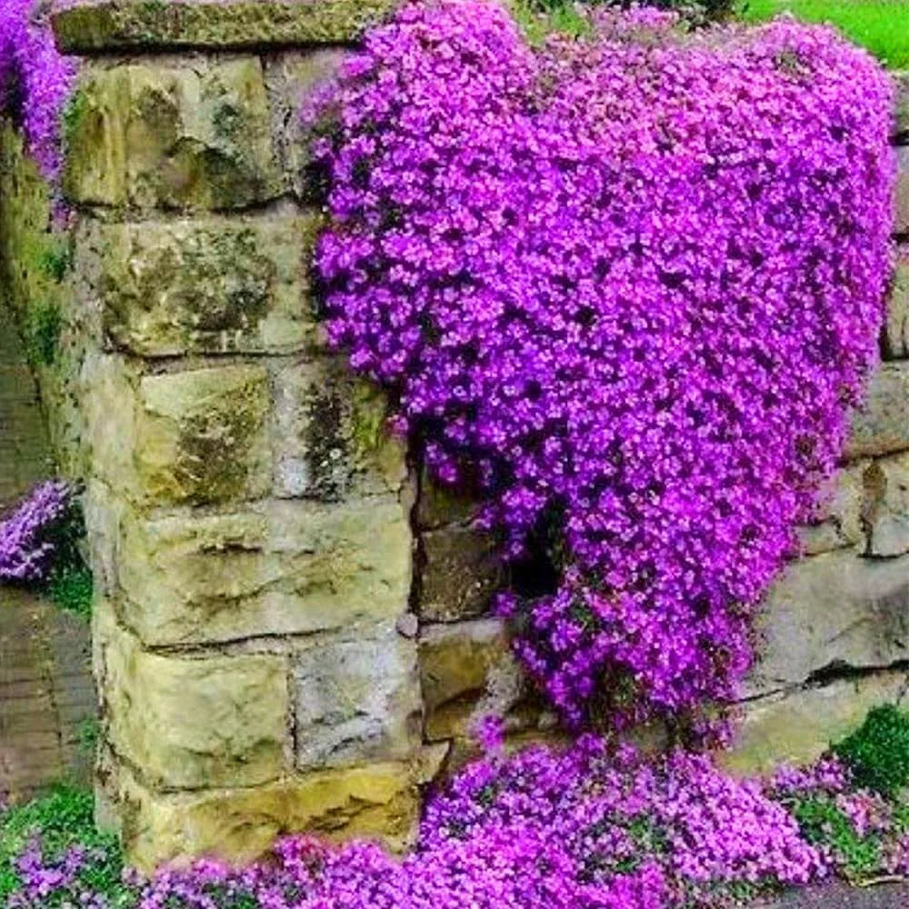 Creeping Thyme Seeds – 1,000-Seed Ground Cover Pack – product image 2