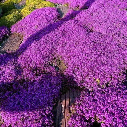 Creeping Thyme Seeds – 1,000-Seed Ground Cover Pack – product image 3
