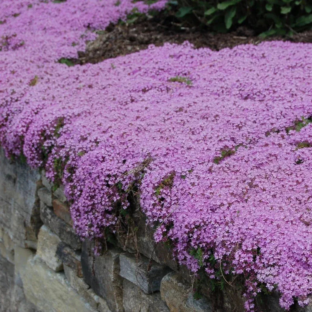 Creeping Thyme Seeds – 1,000-Seed Ground Cover Pack – product image 4