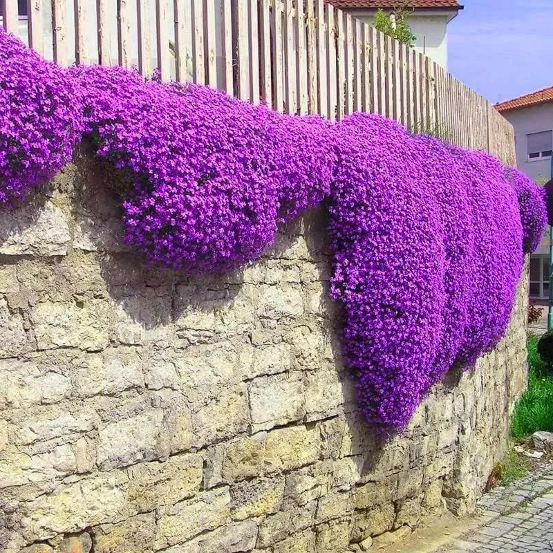 Creeping Thyme Seeds – 1,000-Seed Ground Cover Pack – product image 5