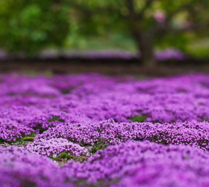 Creeping Thyme Seeds – 1,000-Seed Ground Cover Pack – product image 5