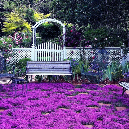 Creeping Thyme Seeds – 1,000-Seed Ground Cover Pack – product image 6
