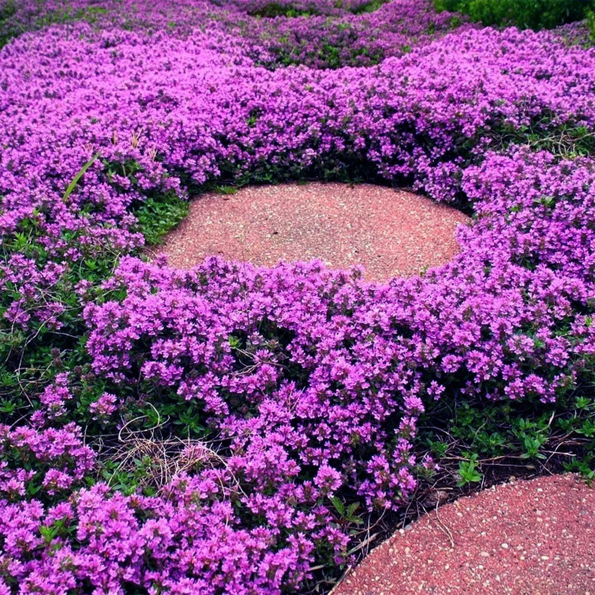 Creeping Thyme Seeds – 1,000-Seed Ground Cover Pack – product image 7