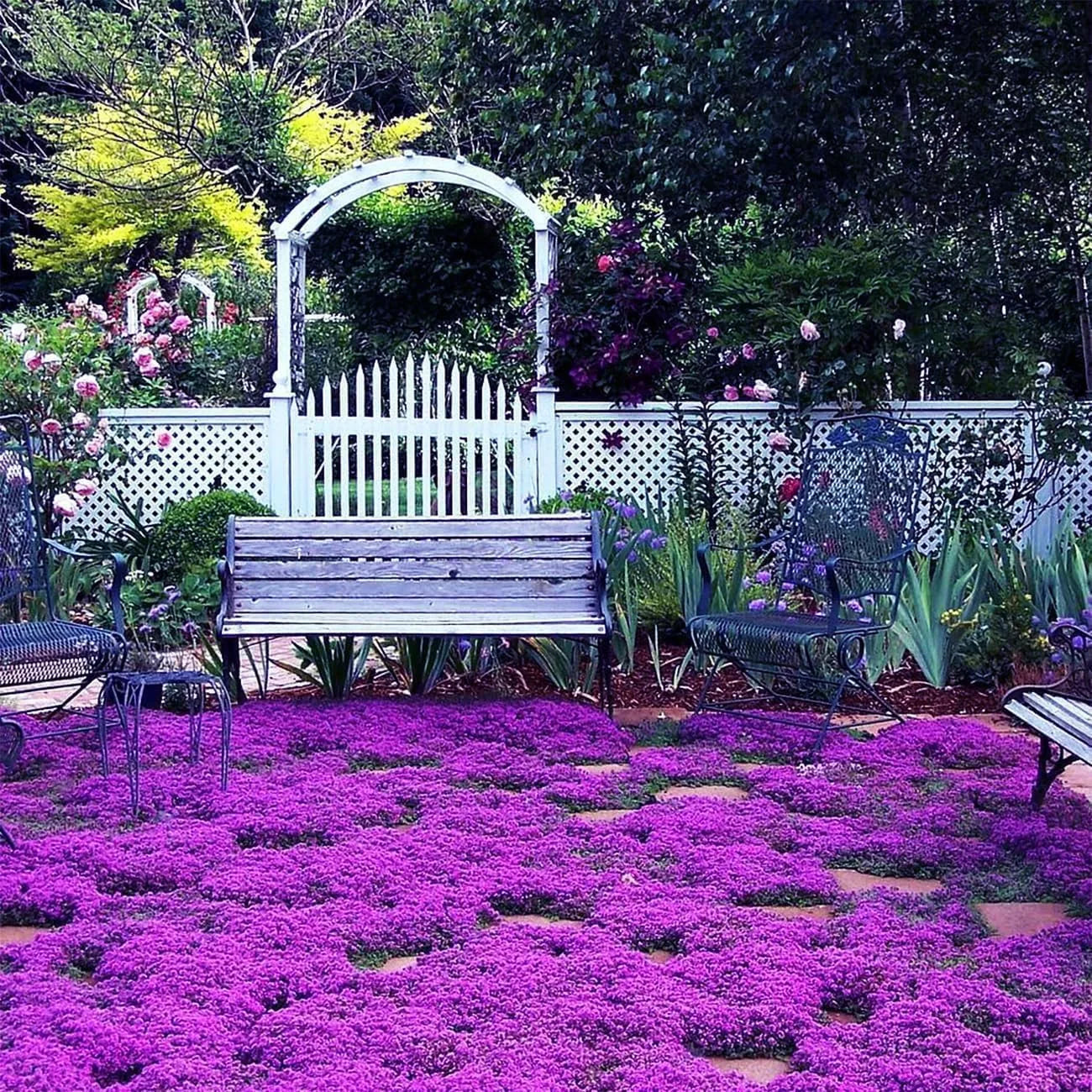 Creeping Thyme Seeds – 1,000-Seed Ground Cover Pack – product image 7