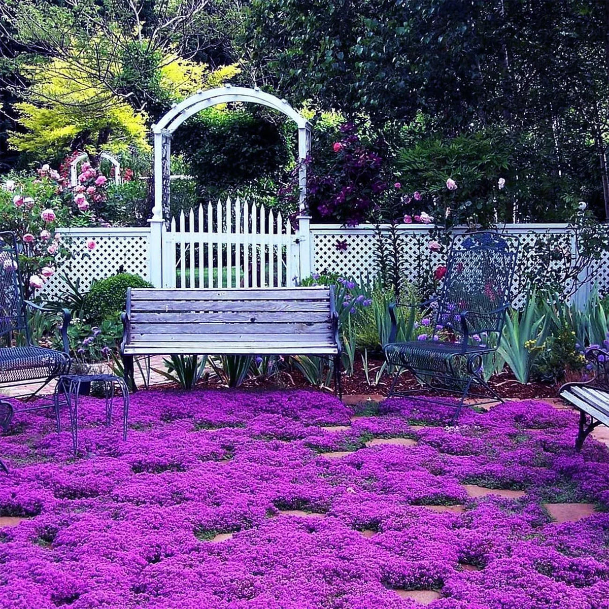 Creeping Thyme Seeds – 1,000-Seed Ground Cover Pack – product image 7
