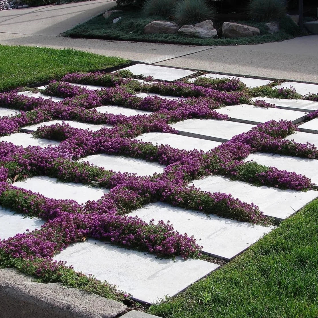 Creeping Thyme Seeds – 1,000-Seed Ground Cover Pack – product image 8