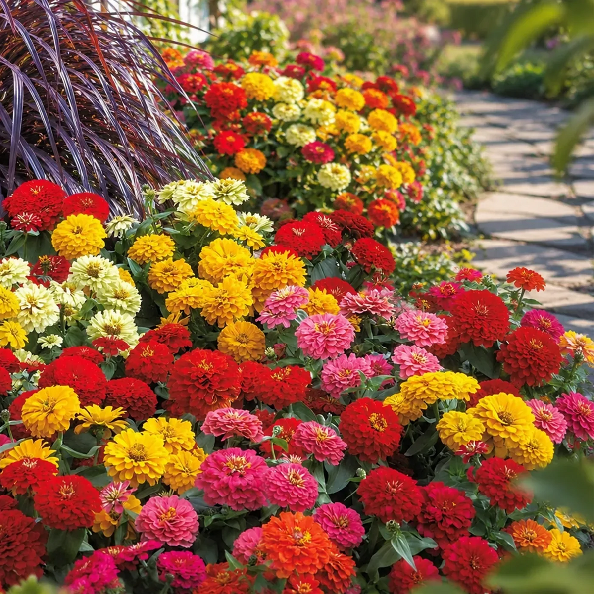 Mixed Zinnia Seeds – 600-Seed Three-Pack – product image 6