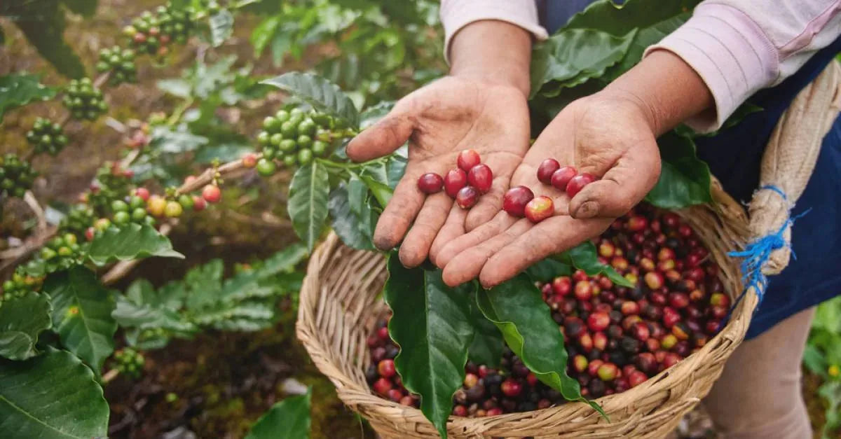 Coffea Arabica Coffee Plant Seeds – 100-Seed Pack – product image 1