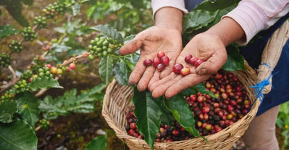 Coffea Arabica Coffee Plant Seeds – 100-Seed Pack – product image 1