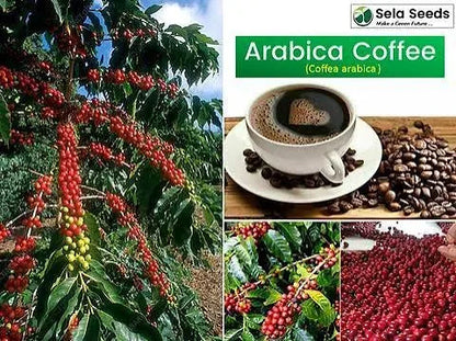 Coffea Arabica Coffee Plant Seeds – 100-Seed Pack – product image 3