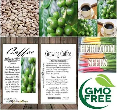 Coffea Arabica Coffee Plant Seeds – 100-Seed Pack – product image 4