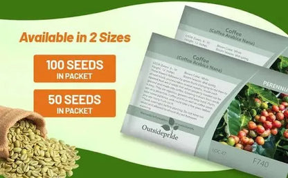 Coffea Arabica Coffee Plant Seeds – 100-Seed Pack – product image 5