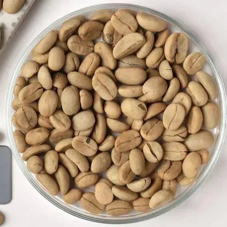Coffea Arabica Coffee Plant Seeds – 100-Seed Pack – product image 6