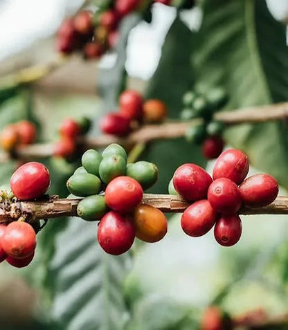 Coffea Arabica Coffee Plant Seeds – 100-Seed Pack – product image 7