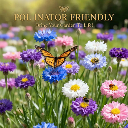 Mixed Cornflower Seeds – 600-Seed Pack – product image 3