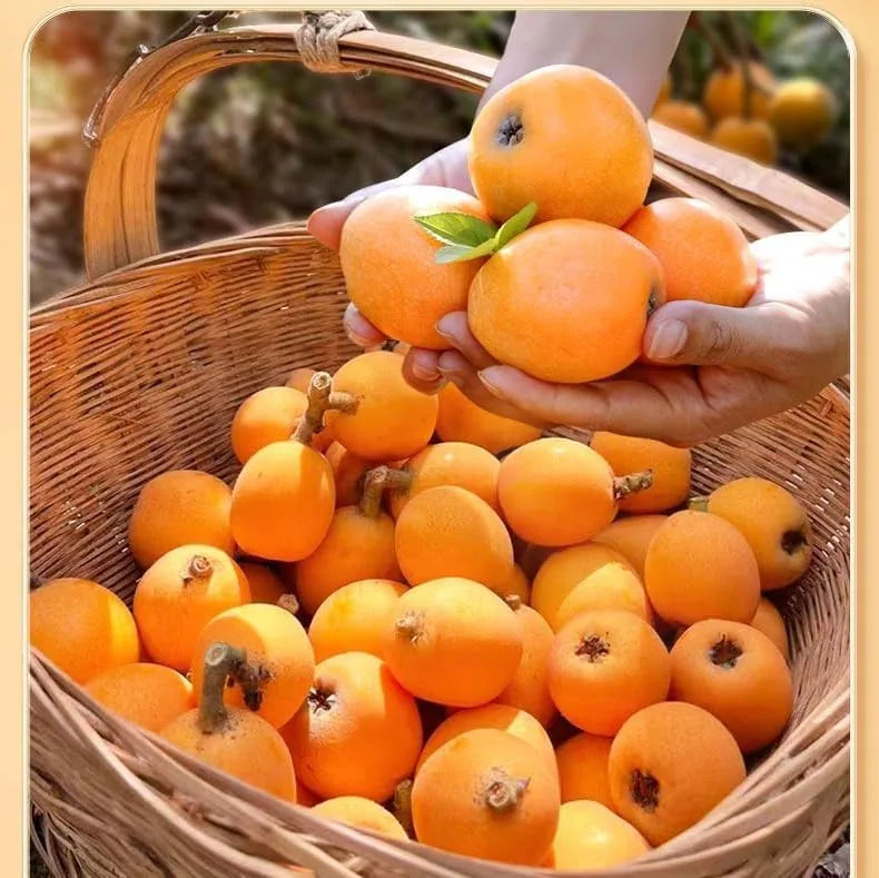 Bamboo Salt Dried Loquat Snack – 3 × 100 g – image 8