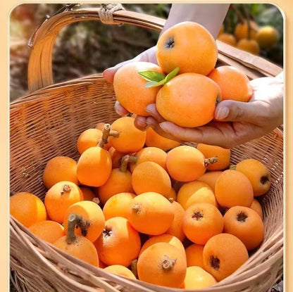 Bamboo Salt Dried Loquat Snack – 3 × 100 g – image 8